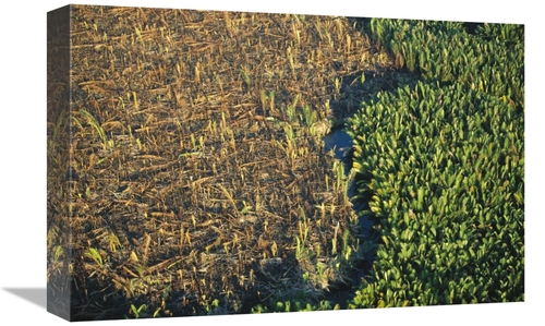 Global Gallery GCS-398123-1218-142 12 x 18 in. Remnant Mangroves in Ma