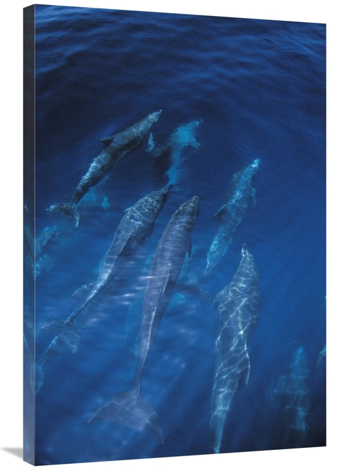 Global Gallery GCS-450813-2436-142 24 x 36 in. Bottlenose Dolphin Pod 