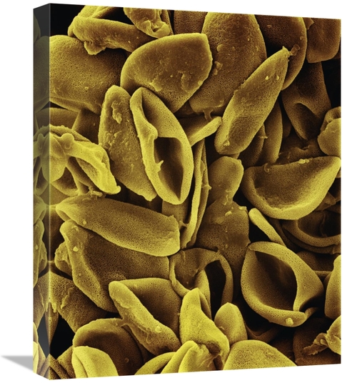 Global Gallery GCS-397622-1620-142 16 x 20 in. Daffodil - Narcissus Sp