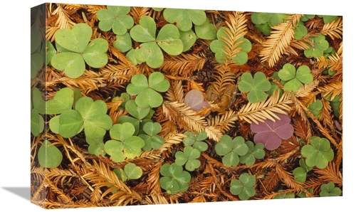 Global Gallery GCS-452833-1218-142 12 x 18 in. Woodsorrel & Coast Redw