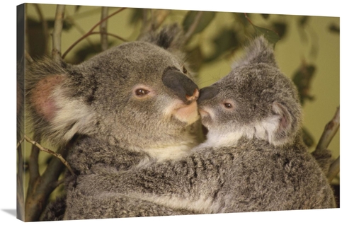 Global Gallery GCS-395753-2436-142 24 x 36 in. Koala Mother with Joey&