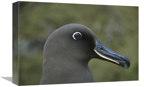 Global Gallery GCS-451801-1218-142 12 x 18 in. Sooty Albatross, Go