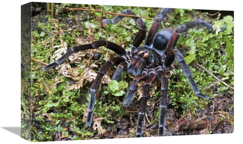 Global Gallery GCS-395548-1218-142 12 x 18 in. Tarantula Male, Min