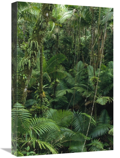 Global Gallery GCS-452850-1624-142 16 x 24 in. Sierra Palm Trees in Tr