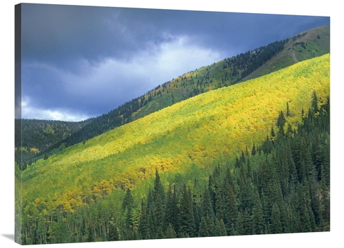 Global Gallery GCS-396481-3040-142 30 x 40 in. Aspen Forest, Maroo