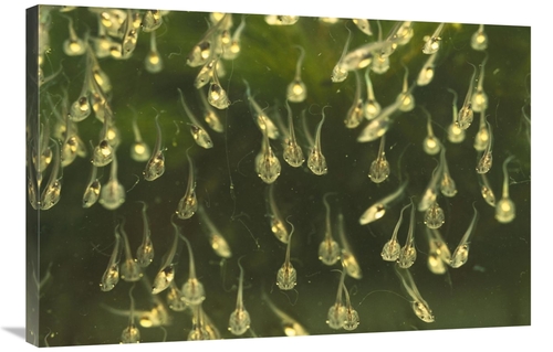 24 x 36 in. African Clawed Frog Tadpoles, Native to Africa Art Pri