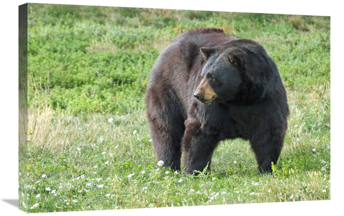 Global Gallery GCS-486433-30-142 30 in. Listening Art Print - Vic Sche