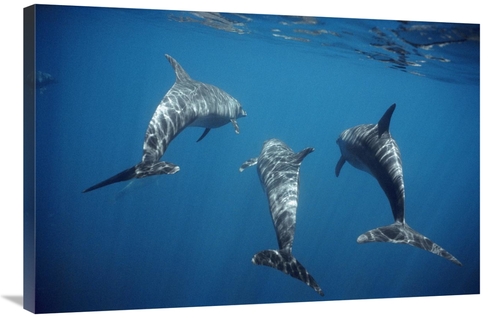 Global Gallery GCS-451101-2436-142 24 x 36 in. Bottlenose Dolphin Trio