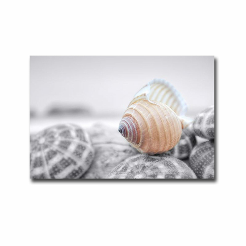 Artistic Home Gallery 2436E866IG Crescent Beach Shells No 15 by Alan B