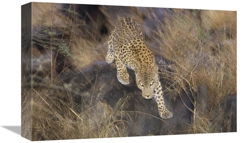 Global Gallery GCS-452302-1218-142 12 x 18 in. Leopard Running Through