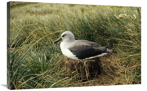 Global Gallery GCS-451299-2436-142 24 x 36 in. Grey-Headed Albatross N