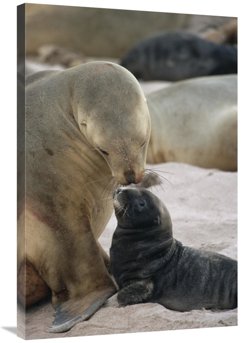 Global Gallery GCS-452460-2436-142 24 x 36 in. Hookers Sea Lion Mother