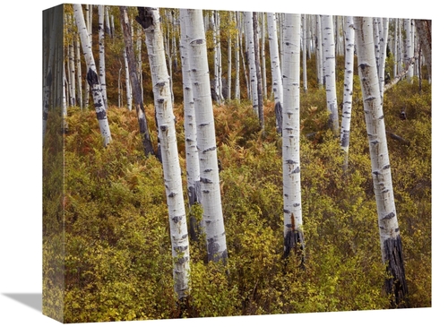 Global Gallery GCS-395983-16-142 16 in. Quaking Aspen Trees in Autumn 