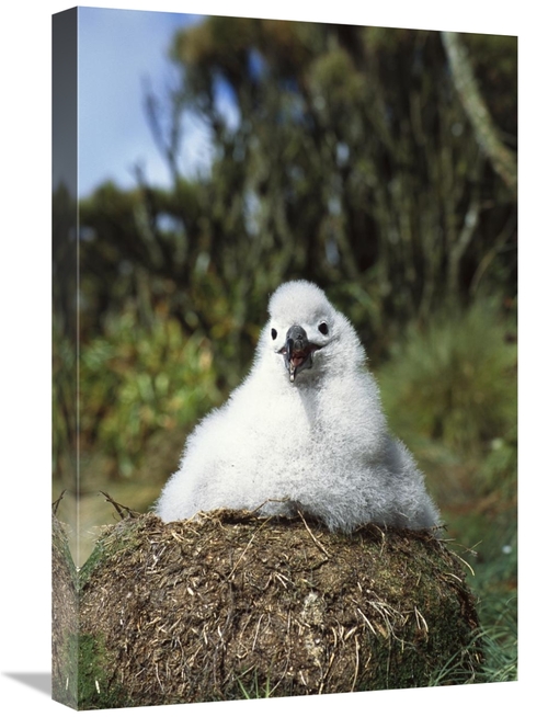 16 x 24 in. Campbell Albatross Two Month Old Chick on Nest, Campbe