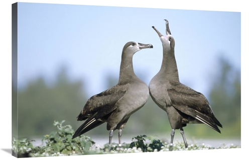 Global Gallery GCS-451439-2436-142 24 x 36 in. Black-Footed Albatross 