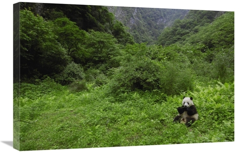 Global Gallery GCS-397882-2030-142 20 x 30 in. Giant Panda Sitting in 