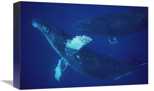 Global Gallery GCS-450792-1218-142 12 x 18 in. Humpback Whale Singer &