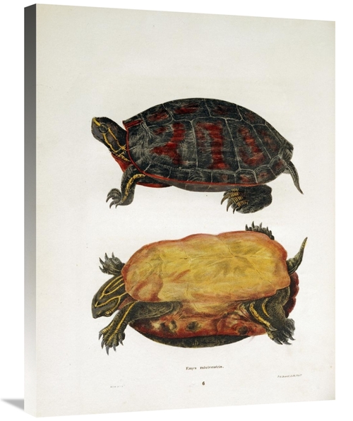 30 in. Emrys Rubriventris Art Print - John Edwards Holbrook