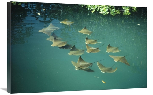 Global Gallery GCS-451145-2436-142 24 x 36 in. Golden Cownose Rays Sch