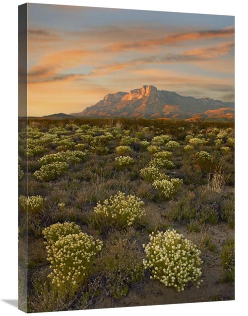 Global Gallery GCS-452166-30-142 30 in. Blooming Pepperweed & El Capit