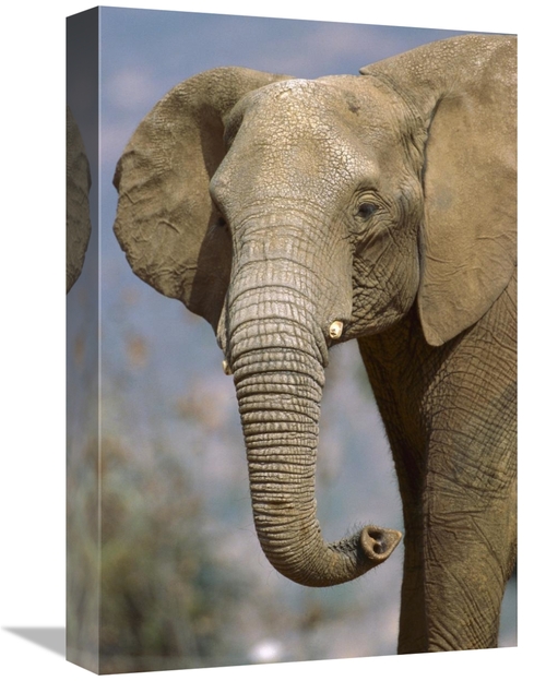 Global Gallery GCS-450844-1218-142 12 x 18 in. African Elephant Portra