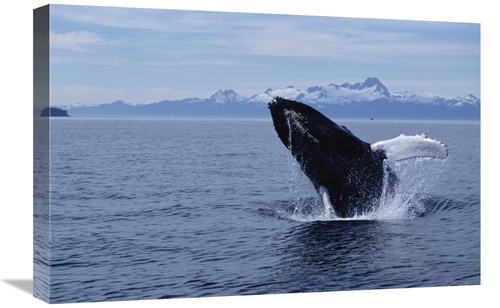 Global Gallery GCS-397841-1624-142 16 x 24 in. Humpback Whale Breachin