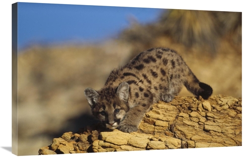 Global Gallery GCS-396663-2436-142 24 x 36 in. Mountain Lion or Cougar