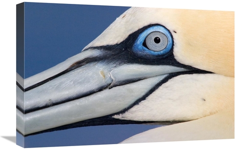 Global Gallery GCS-395689-1624-142 16 x 24 in. Northern Gannet Profile