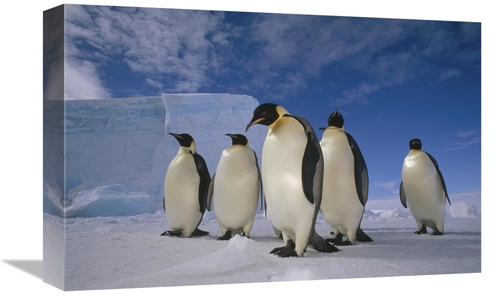 Global Gallery GCS-451179-1218-142 12 x 18 in. Emperor Penguin Group&#