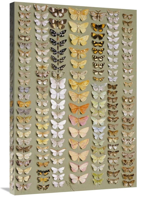 36 in. One Hundred & Fifty-Eight Moths Art Print - Marian Ellis Rowan