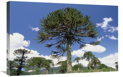 Global Gallery GCS-453012-2030-142 20 x 30 in. Monkey Puzzle Tree in L