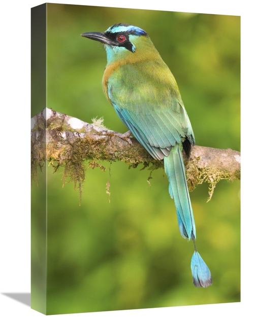 Global Gallery GCS-397277-1218-142 12 x 18 in. Blue-Crowned Motmot&#44