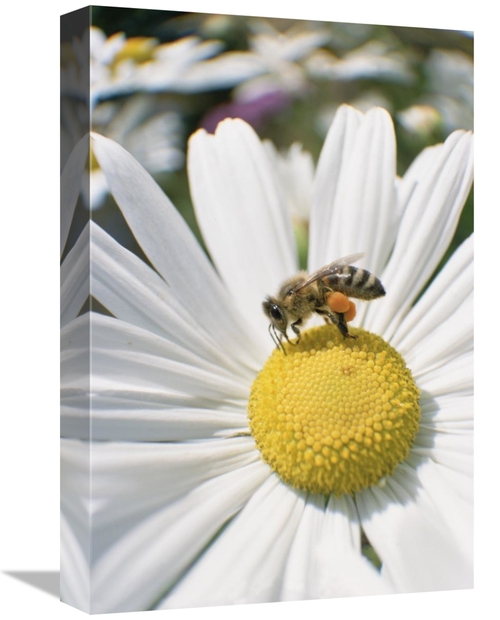 Global Gallery GCS-452512-1218-142 12 x 18 in. Honey Bee Collecting Po