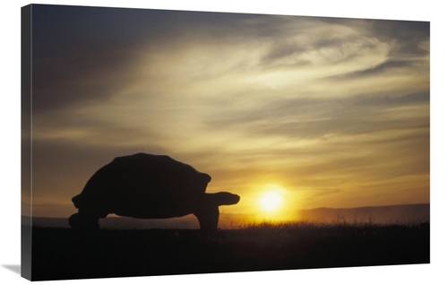 Global Gallery GCS-451376-2436-142 24 x 36 in. Galapagos Giant Tortois