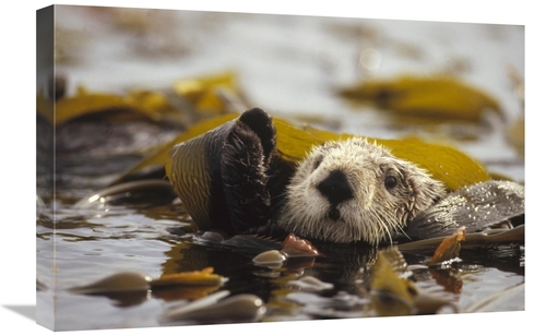 Global Gallery GCS-395755-1624-142 16 x 24 in. Sea Otter Floating in K