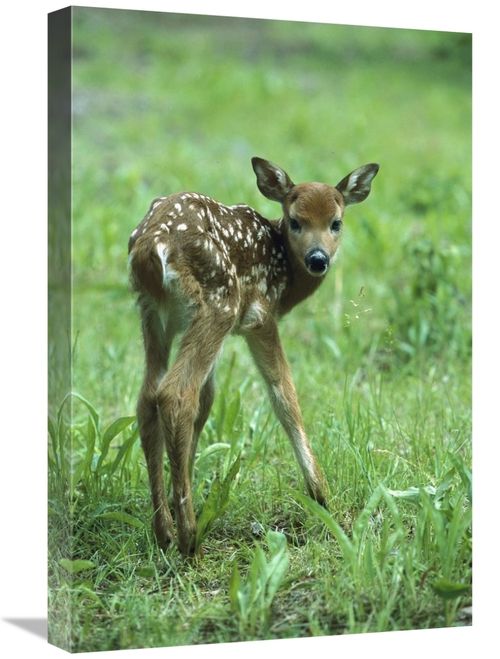 Global Gallery GCS-452553-1624-142 16 x 24 in. White-Tailed Deer Fawn 