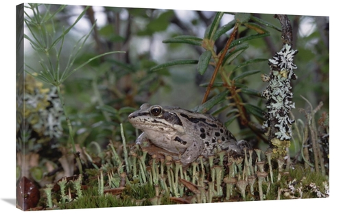 Global Gallery GCS-451907-2436-142 24 x 36 in. Wood Frog on Forest Flo