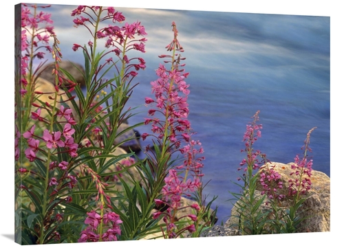 Global Gallery GCS-396236-3040-142 30 x 40 in. Fireweed Against Flowin