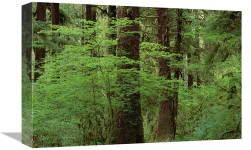 Global Gallery GCS-452867-1218-142 12 x 18 in. Western Hemlock in Old 