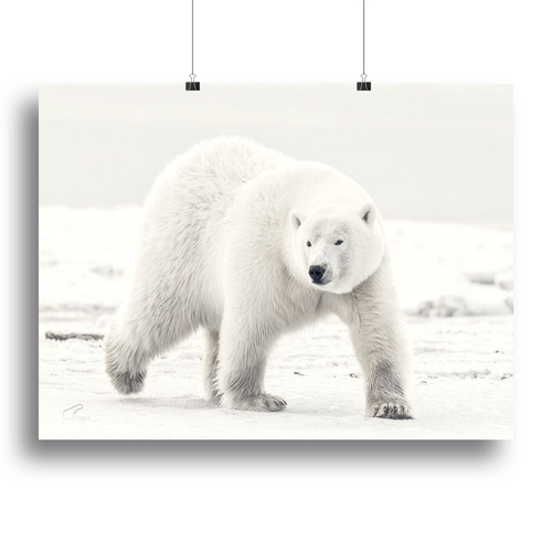Alaskan king Canvas Print or Poster