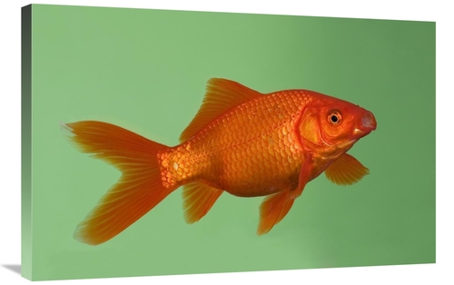 Global Gallery GCS-452576-2436-142 24 x 36 in. Goldfish in Aquarium Ar