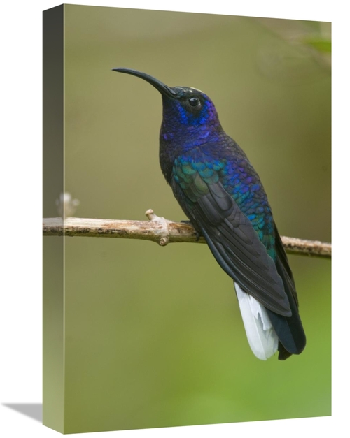 Global Gallery GCS-397317-1218-142 12 x 18 in. Violet Sabre-Wing Hummi