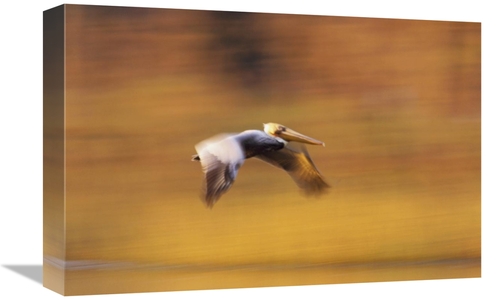 Global Gallery GCS-396043-1218-142 12 x 18 in. Brown Pelican Flying&#4