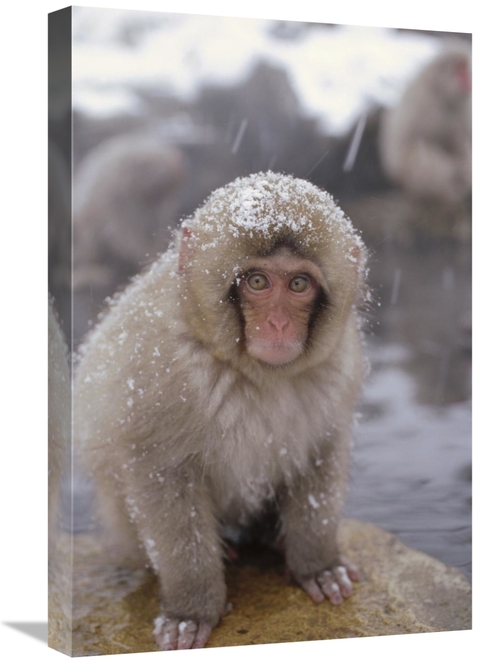 Global Gallery GCS-398507-1624-142 16 x 24 in. Japanese Macaque in Hot
