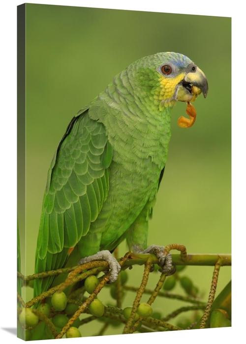 Global Gallery GCS-453219-2436-142 24 x 36 in. Orange-Winged Parrot Pe