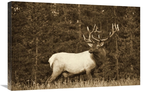 Global Gallery GCS-450500-2432-142 24 x 32 in. Elk or Wapiti Male Port