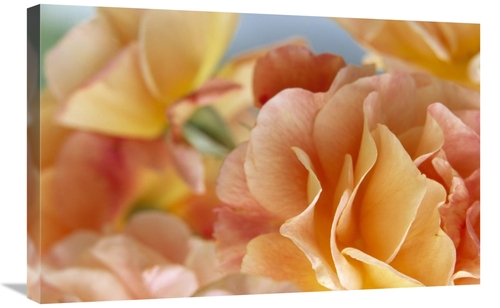 Global Gallery GCS-398291-2030-142 20 x 30 in. Rose Detail of Yellow F