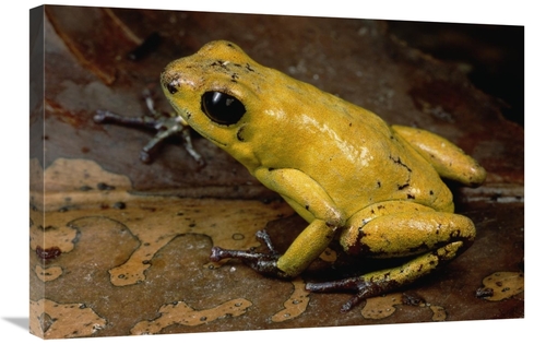 Global Gallery GCS-450760-2030-142 20 x 30 in. Black-Legged Poison Dar