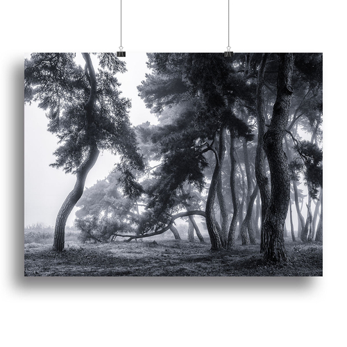 Pine Trees Dancing In The Fog Canvas Print or Poster