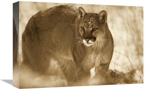 Global Gallery GCS-453678-1218-142 12 x 18 in. Mountain Lion Portrait 